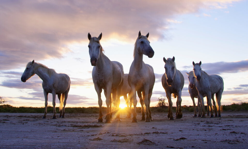 Au coucher du soleil