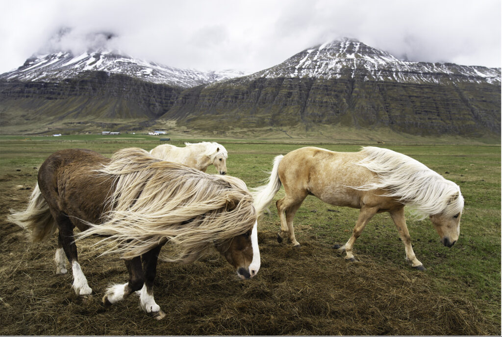 Face au vent Islandais