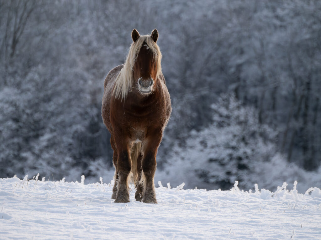 cheval comtois dans la neige