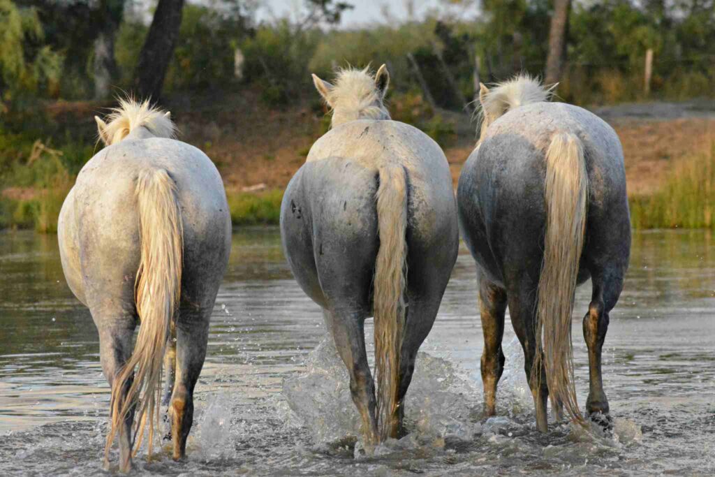 Les commères des marais