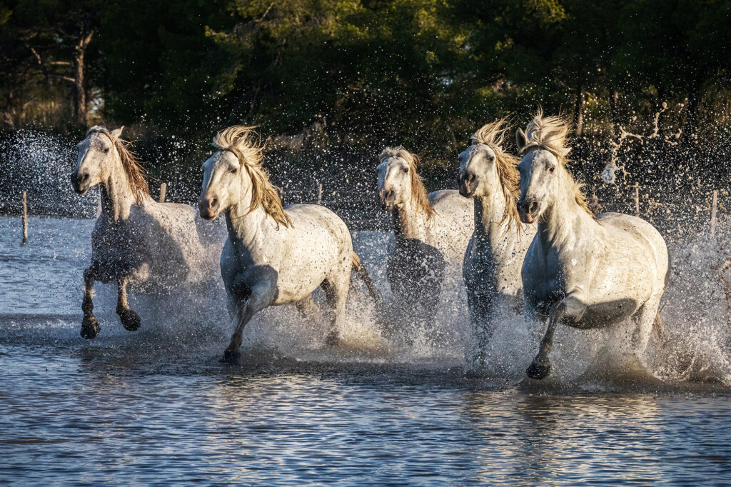 Les prince des marais
