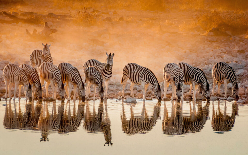 Zebras recto verso