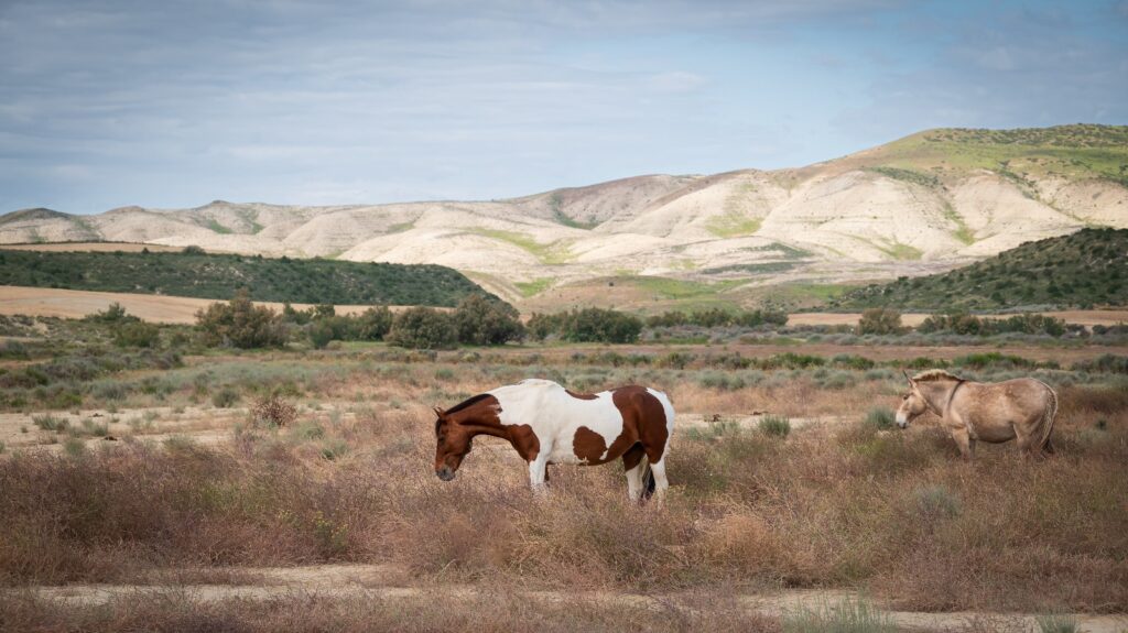 Bardenas Reales