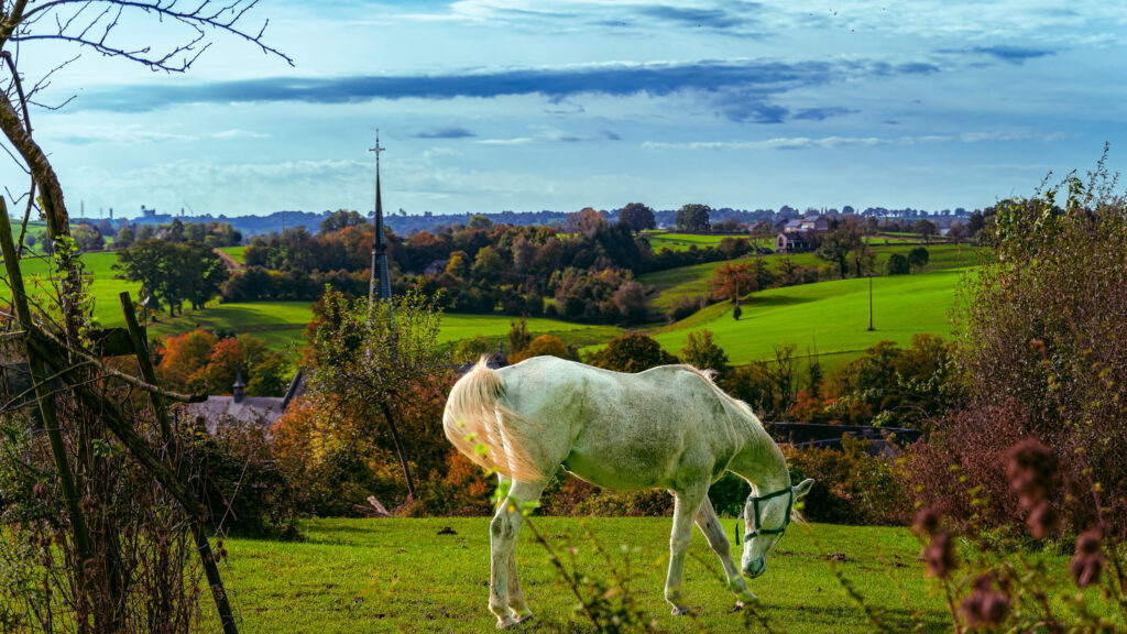 Le salut de la liberté
