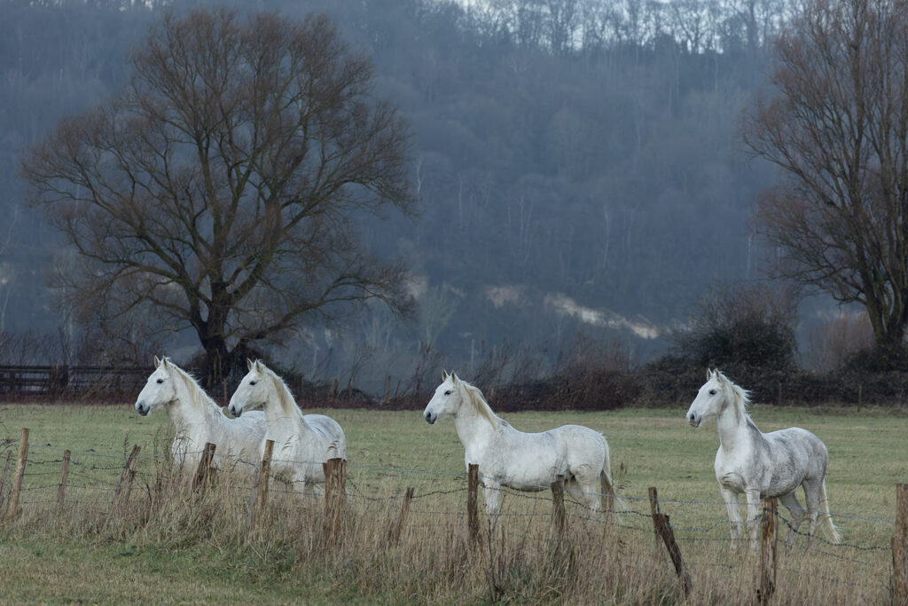 Les chevaux de Tancarville