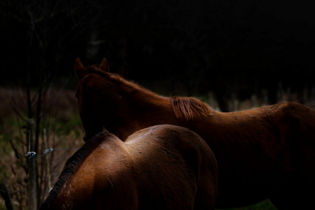 Sur le dos des chevaux