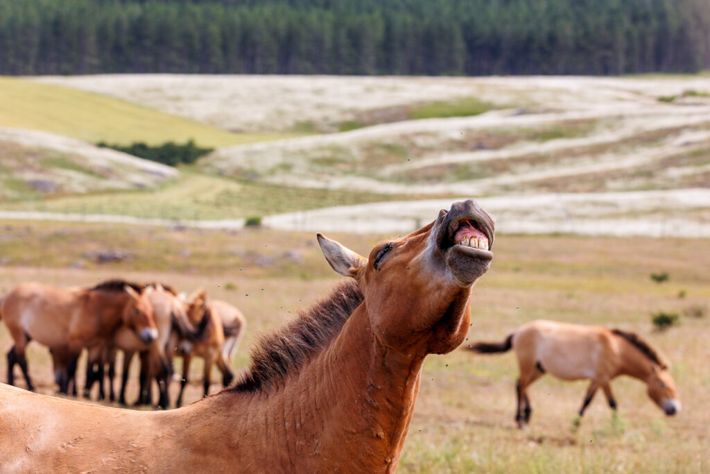 ça amuse le cheval de Przewalski...