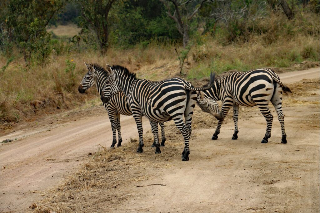 Chevaux de la savane