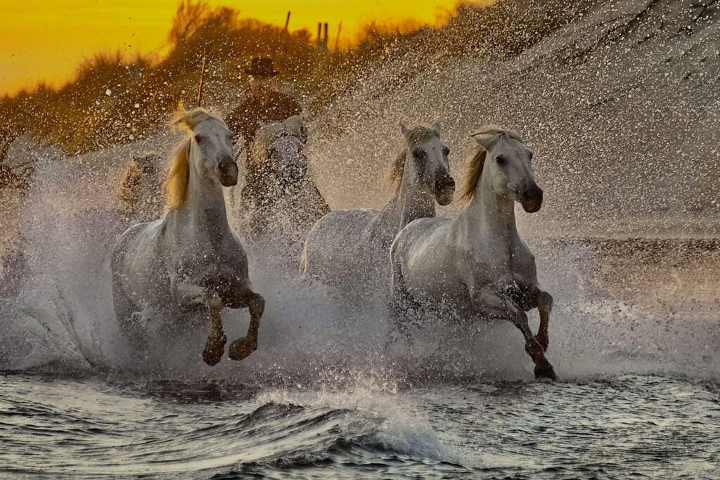 Dans l'or du couchant