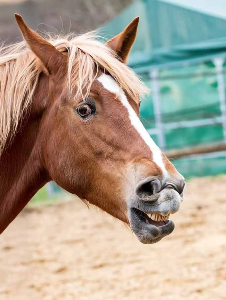 Centre equestre de mon village.(Soetrich hettange-grande )