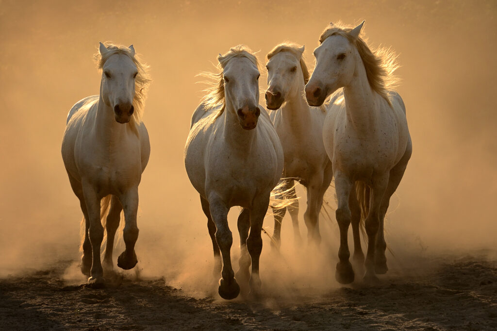 Chevaux dans la poussière