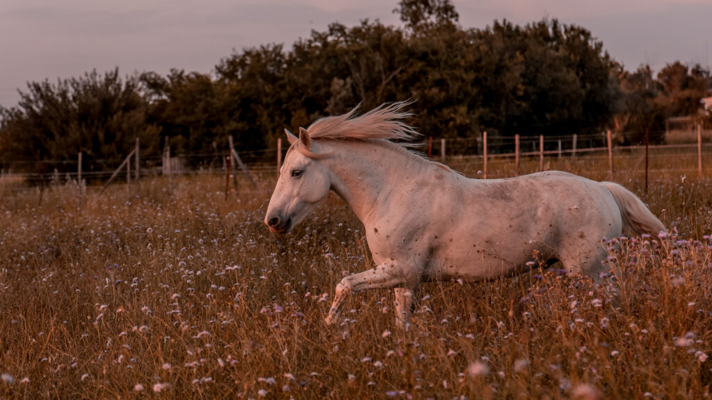 Course au couché de soleil