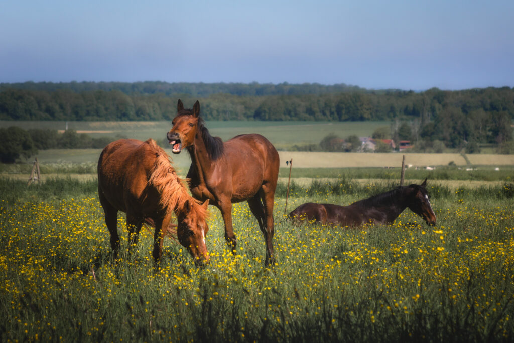 Hilarité au pré