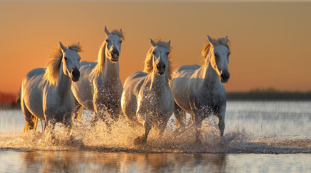 Les demoiselles dorées