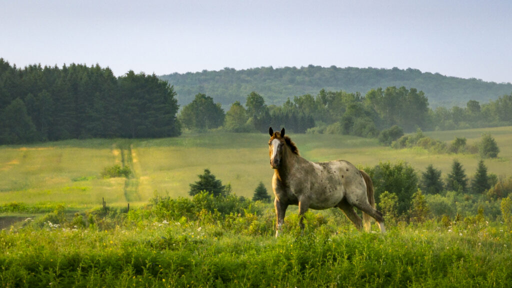 Cheval au matin