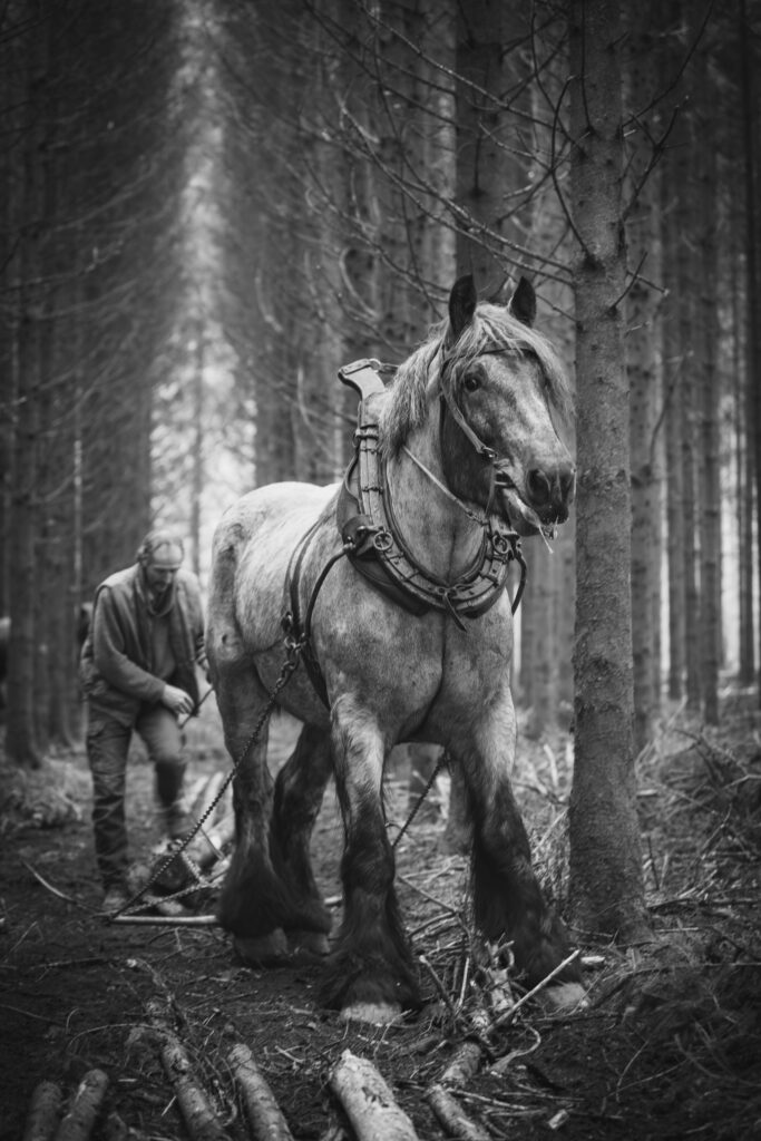 Complicité forestière