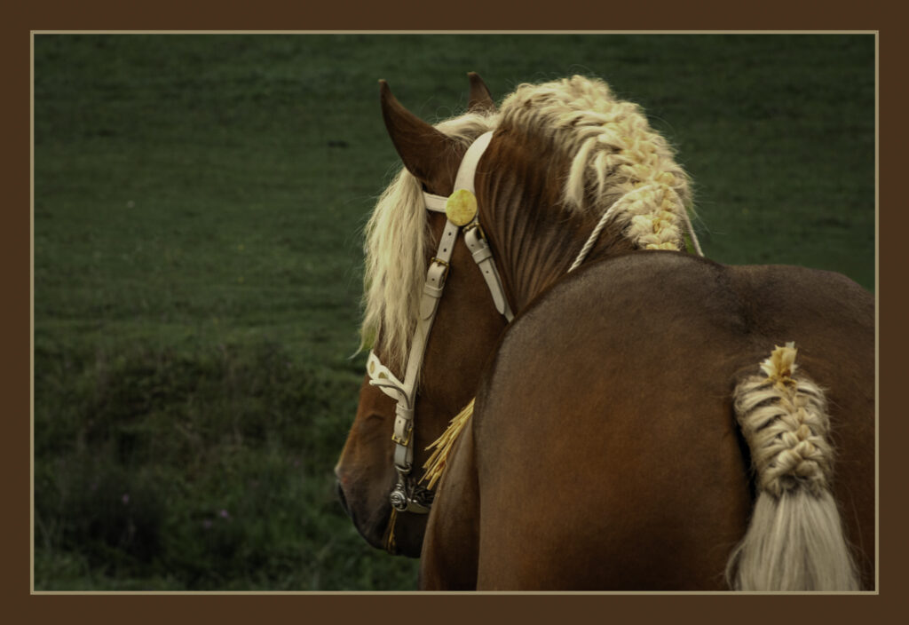 Croupe cheval comtois