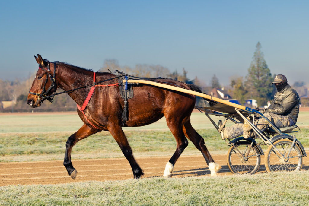 Trotteur à l'entraînement