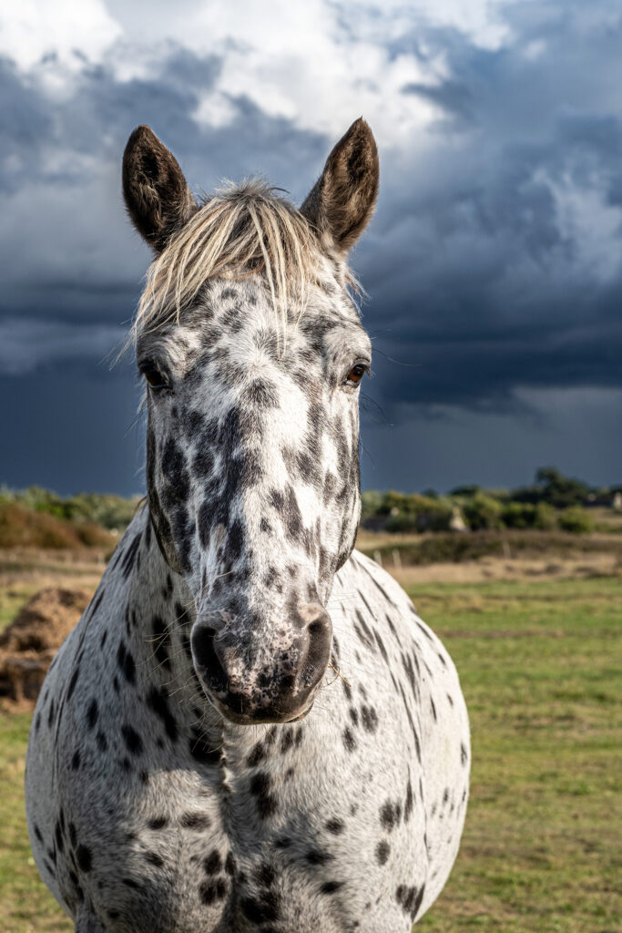 Les yeux dans les yeux, un "DalmaCheval" très curieux (Appaloosa Leopard ? Knabstrupper ?)
