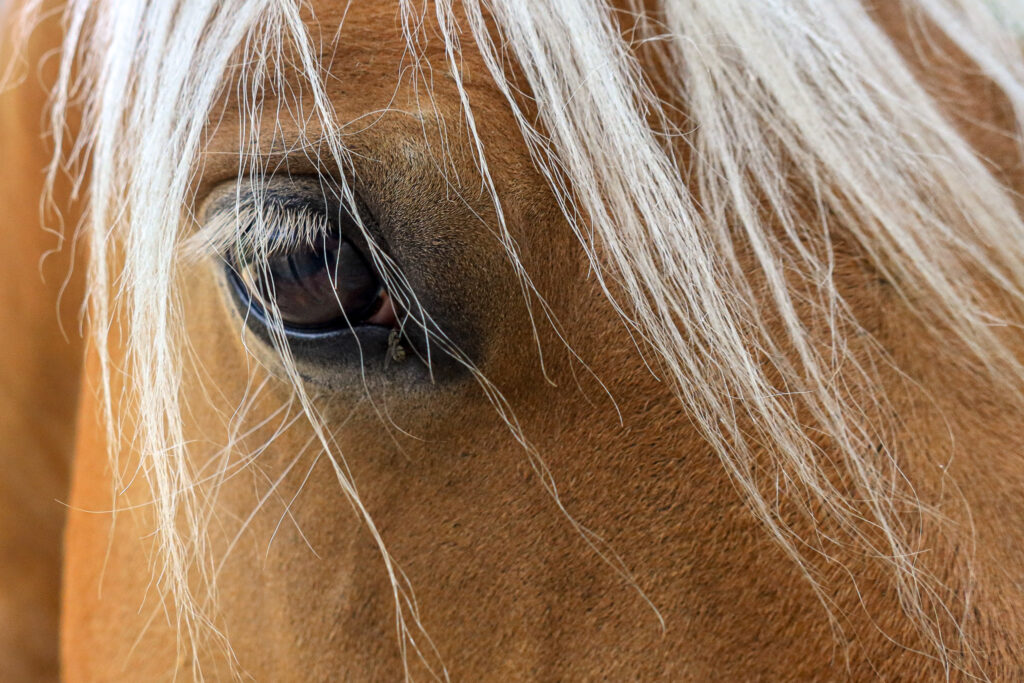 L'oeil traduit l'âme