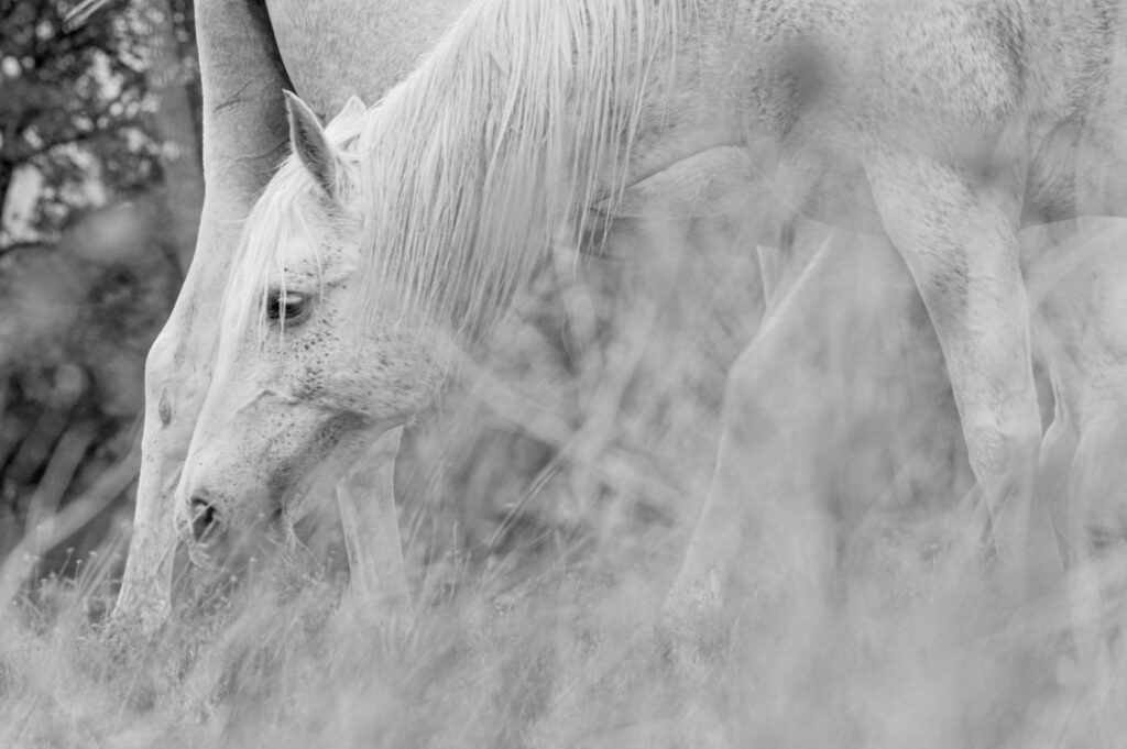 Cheval , toute en douceur