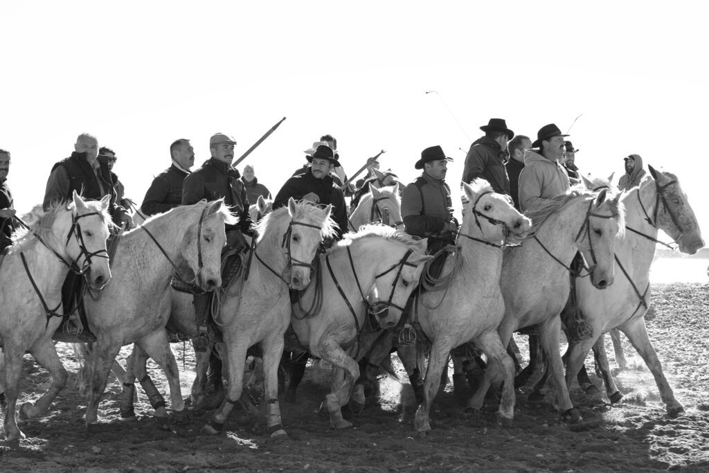 Pure race camarguaise