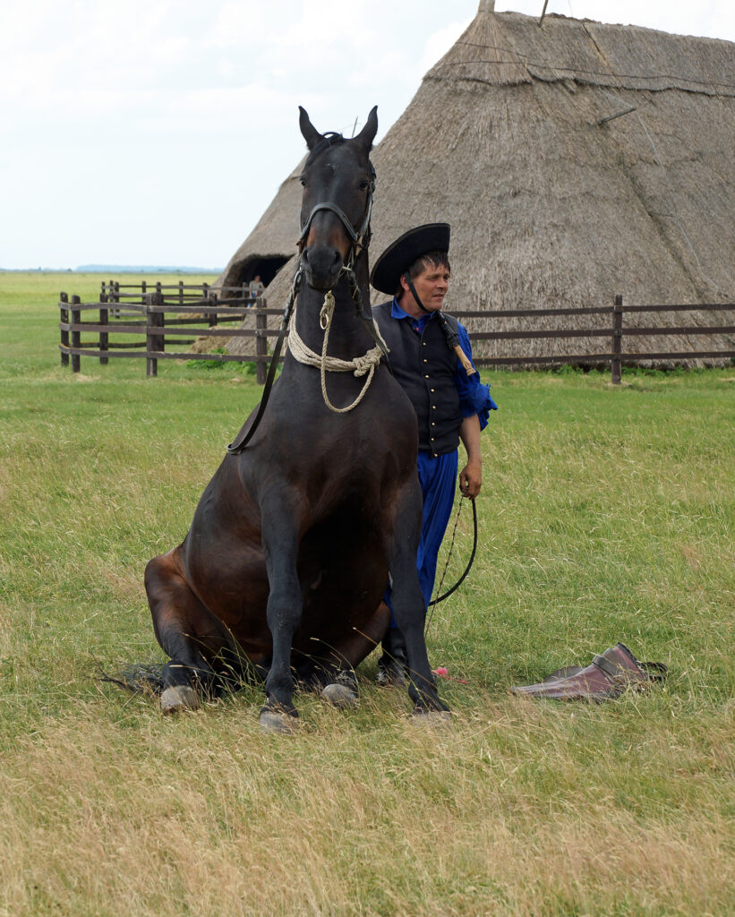 dressage en hongrie