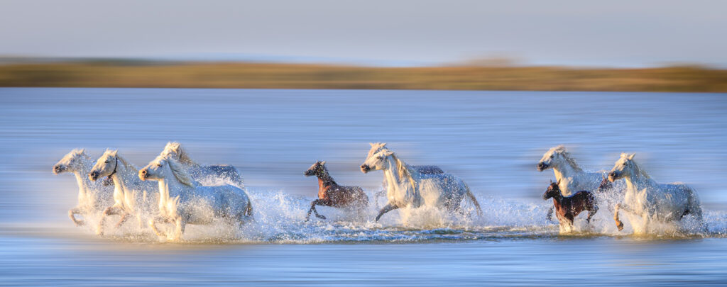 Galop en Camargue