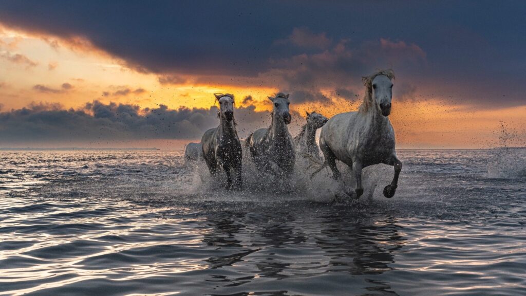Chevauchée matinale