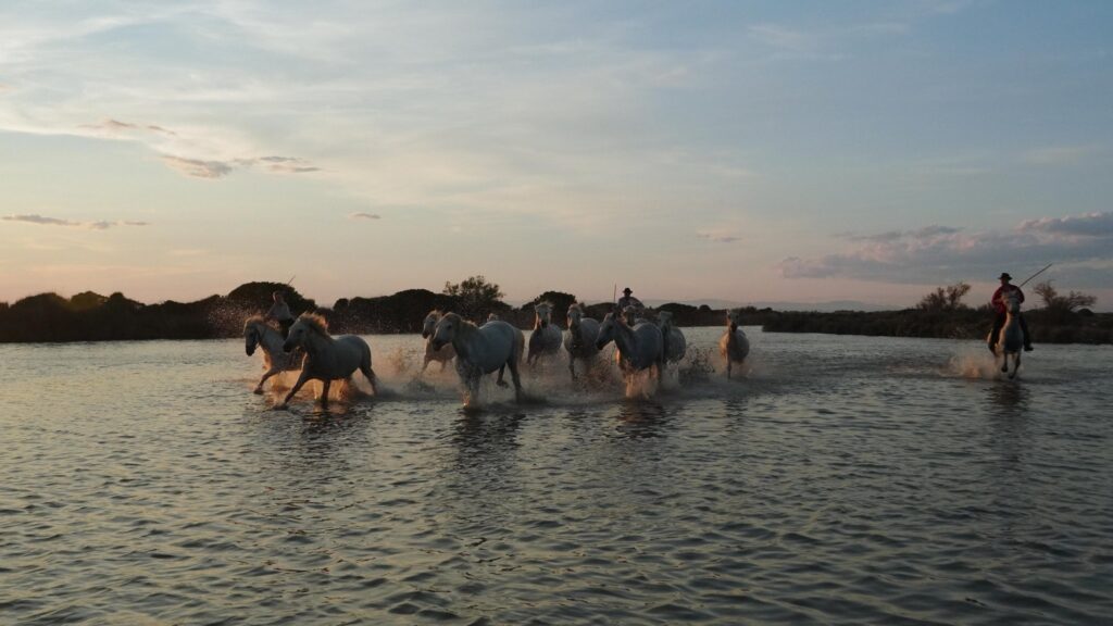 CHEVAUX DANS LES MARECAGES CAMARGUAIS