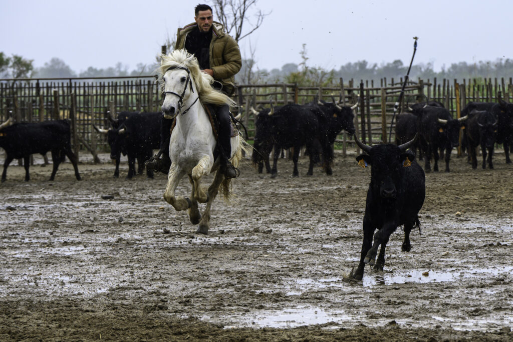 cheval camarguais au travail