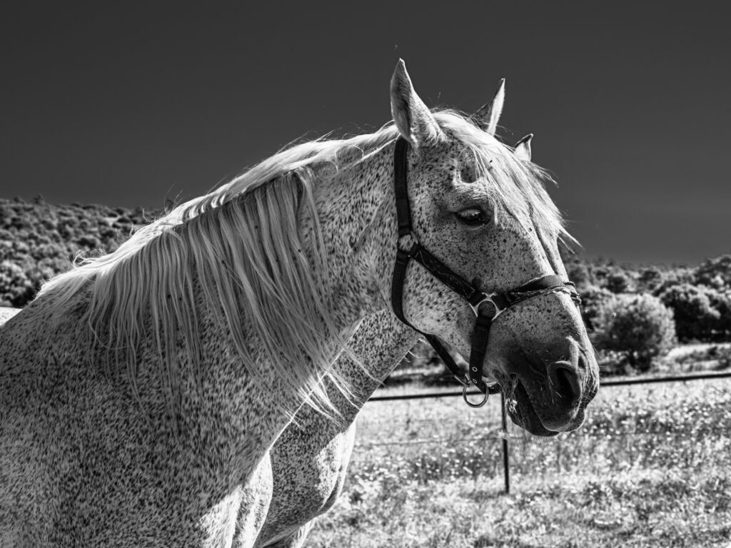 Pur Sang Arabe, un cheval peut en cacher un autre