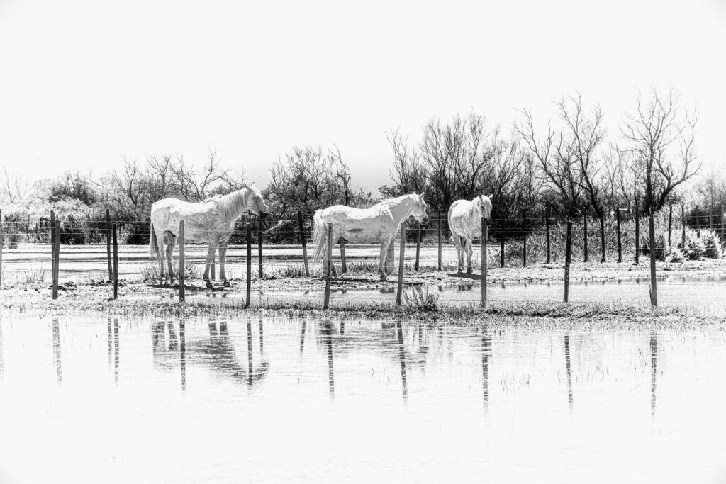 Martie COHEN-BACRY silhouettes de chevaux