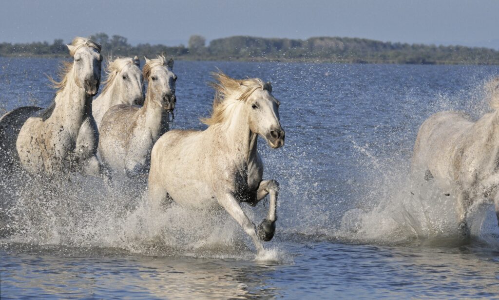 La Chevauchée Sauvage