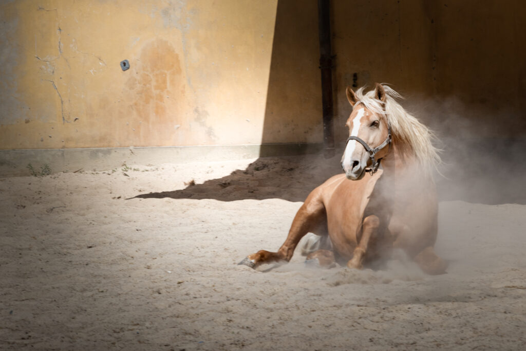 Les chevaux de Robert