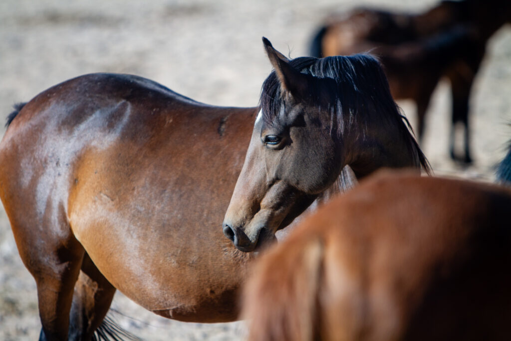 Namib Desert Horse