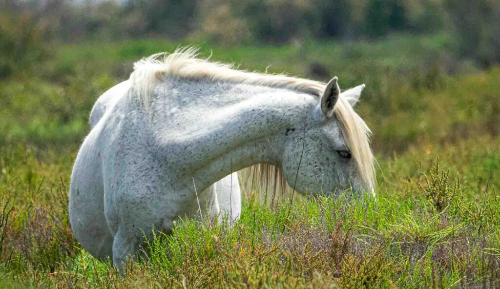 Déjeuner du petit matin