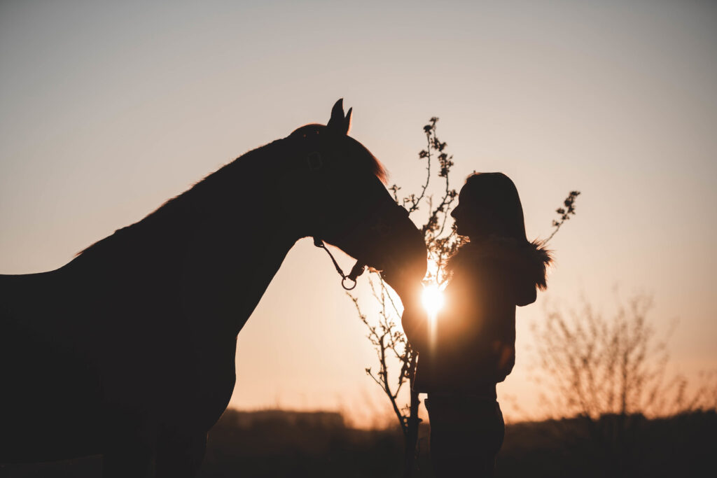 Couché de soleil équestre