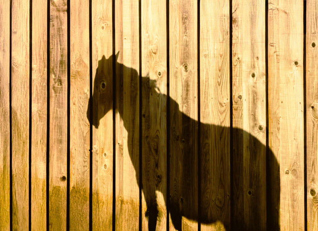 Ceci n'est pas un cheval !