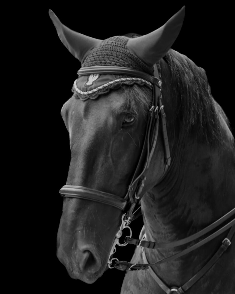 Cavallo della polizia di Milano