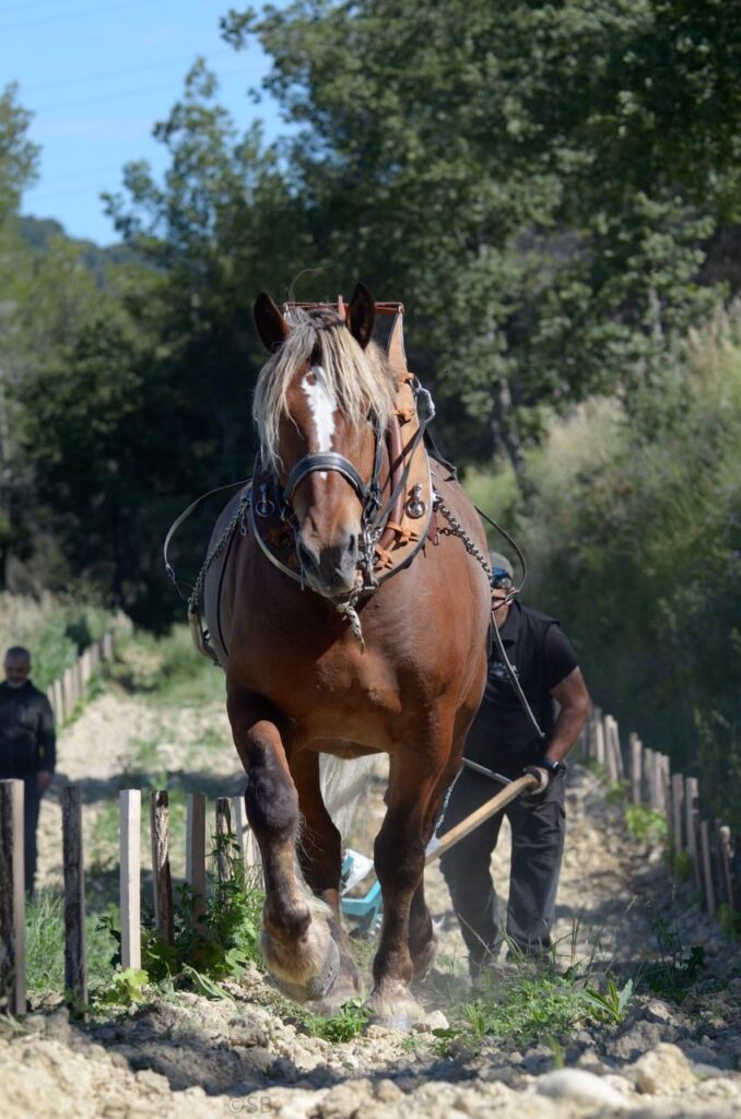 Travail de la vigne.