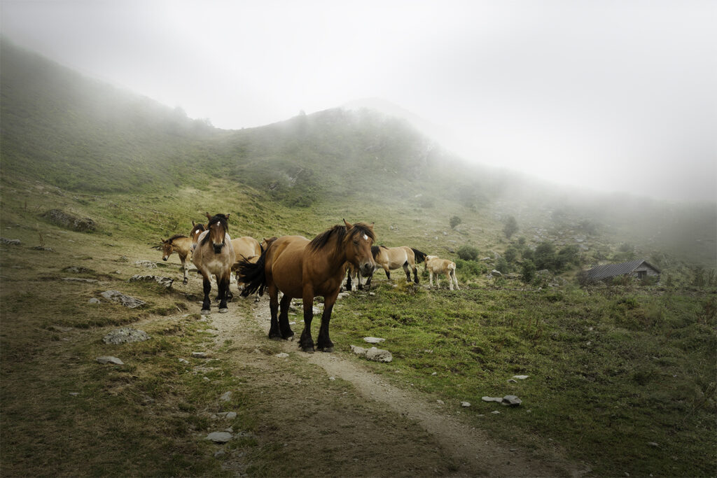 Chevaux en liberté sur les sentiers pyrénéens