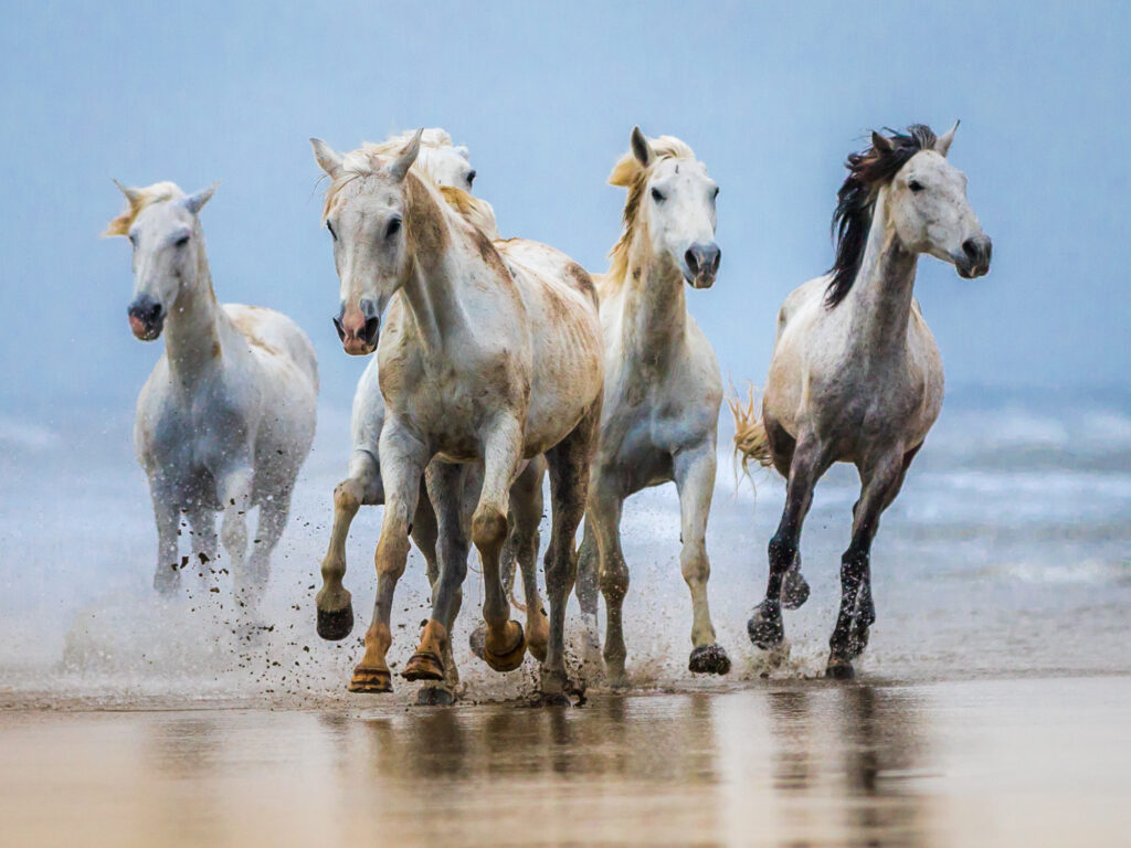 Camargue