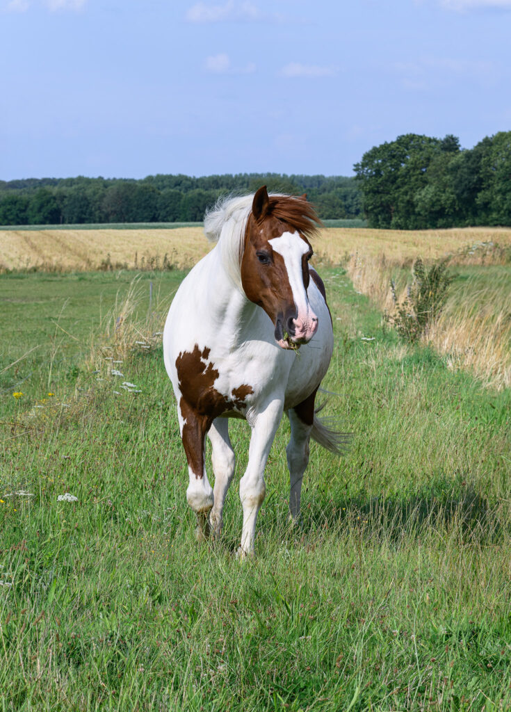 relax dans mon champ la crinière au vent