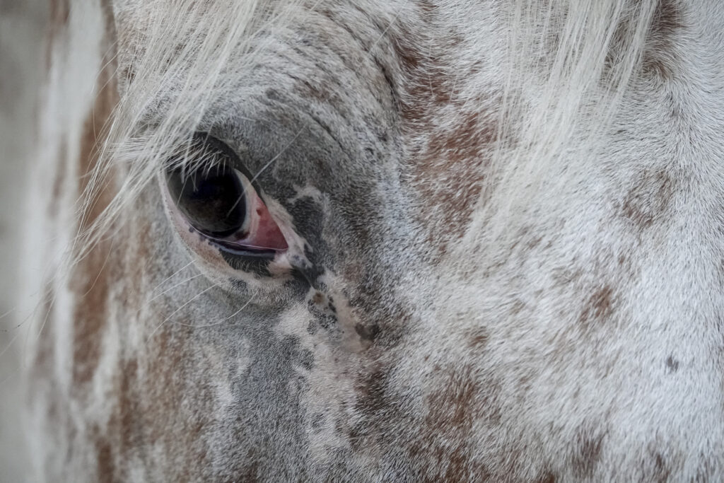 Utah, un rêve de cheval