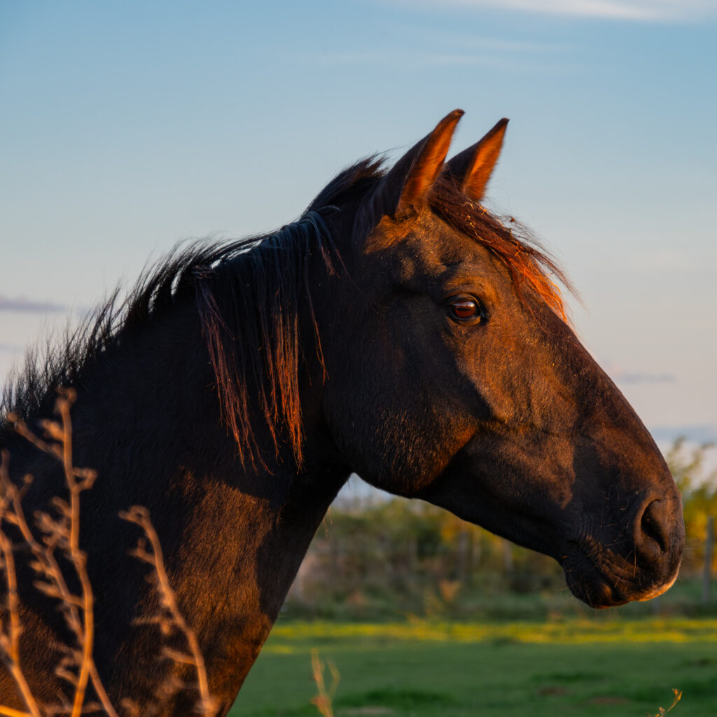 Cheval au couché de soleil voyant sa maîtresse arriver