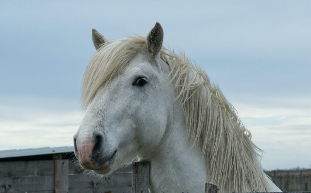 Curiosité bienveillante