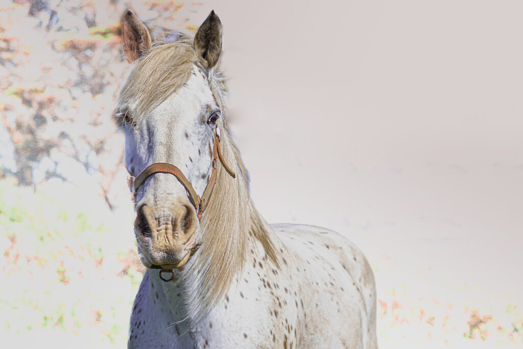 Cheval dans la campagne bretonne
