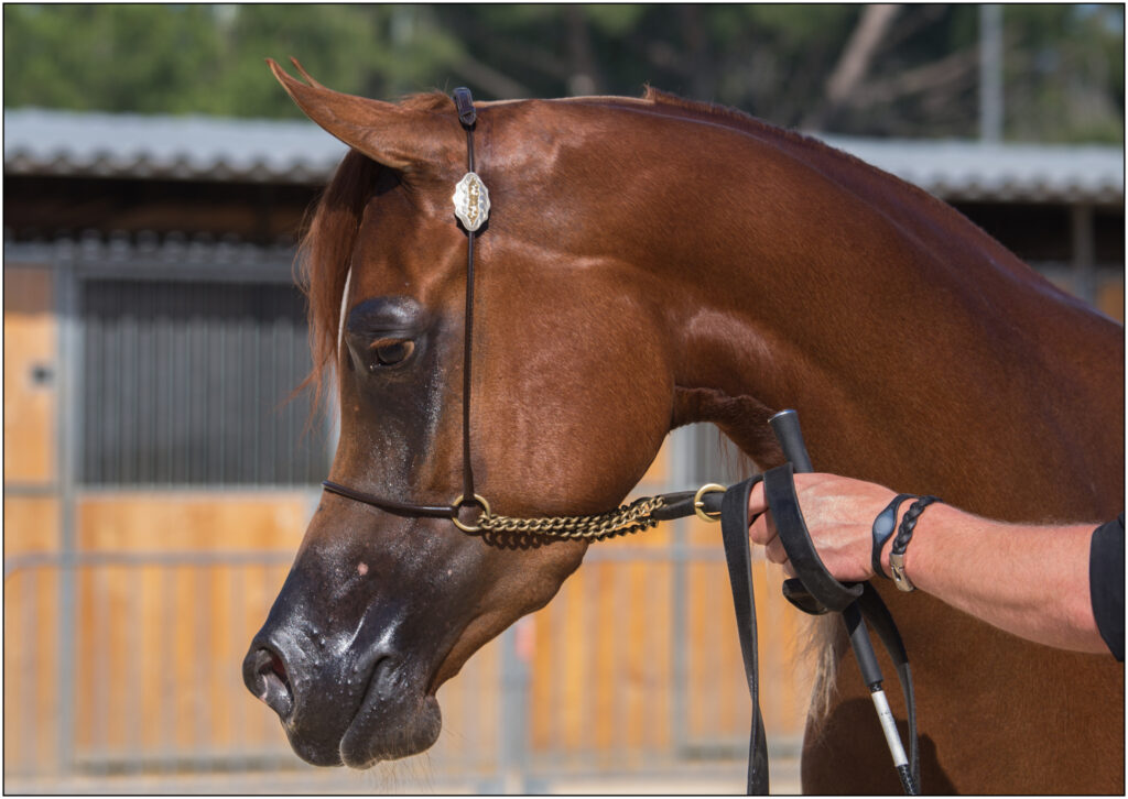 petit cheval arabe maquillé