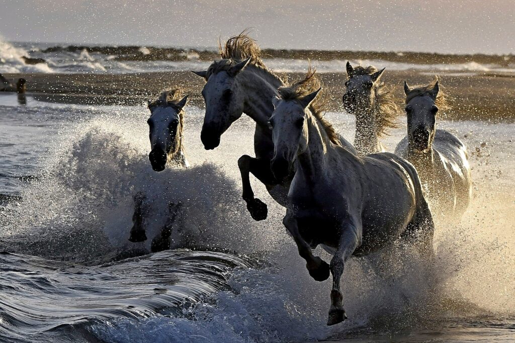 Chevaux de mer.